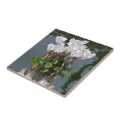 Witte cyclambloemen in het water tegeltje (Zijkant)