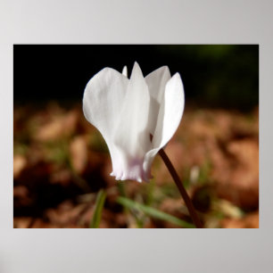 Witte Cyclamen Poster