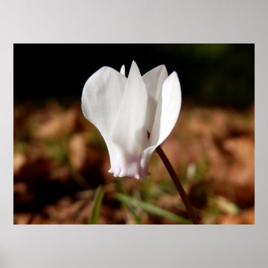 Witte Cyclamen Poster (Voorkant)