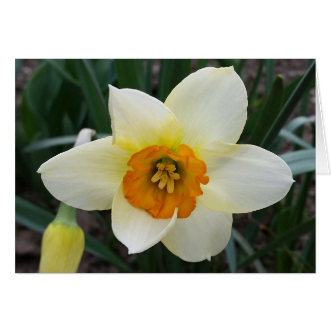 witte daffodil (Voorkant Horizontaal)