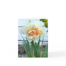 Witte Daffodil Bloem Foto