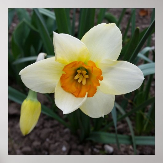 witte daffodil poster (Voorkant)