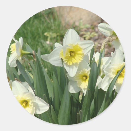 Witte Daffodils Ronde Sticker (Voorkant)