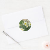Witte Daffodils Ronde Sticker (Envelop)