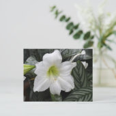 Witte Daglelie bloem Briefkaart (Staand voorkant)
