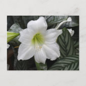 Witte Daglelie bloem Briefkaart (Voorkant)