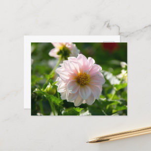 Witte dahlia in de tuin foto briefkaart