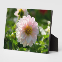 Witte dahlia in de tuin foto