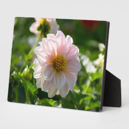 Witte dahlia in de tuin foto fotoplaat