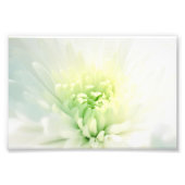 Witte dahlia met een zacht groen centrum foto afdruk (Voorkant)