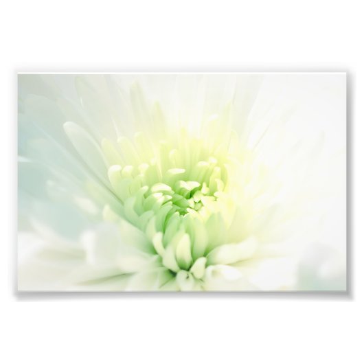 Witte dahlia met een zacht groen centrum foto afdruk (Voorkant)