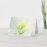 Witte Dahlia Met Groen Hart Voor Iedere Gelegenhei