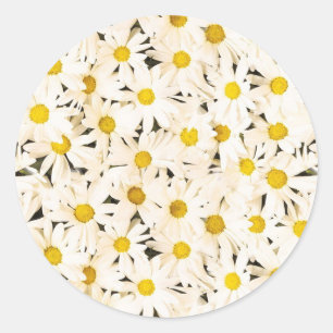 Witte Daisies Custom Blank Trendy Elegante Sjabloo Ronde Sticker