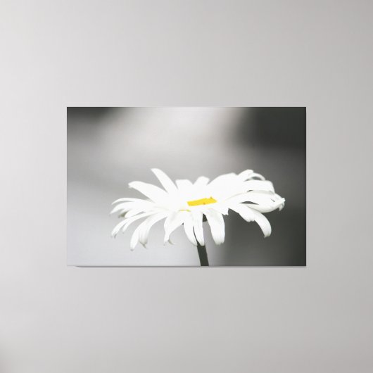 Witte Daisy Bloem Bloom Canvas Afdruk (Voorkant)