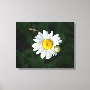 Witte Daisy Bloem Foto Verpakt canvas Afdruk