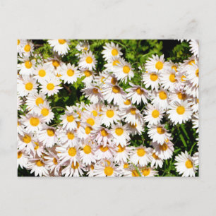 Witte Daisy bloemen Briefkaart