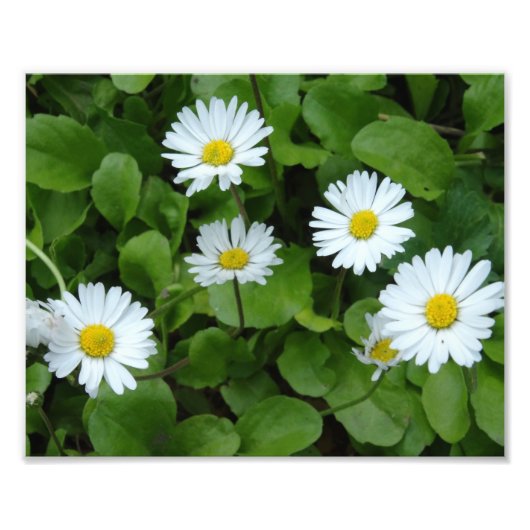 Witte Daisy Bloemen Fotoprint Foto Afdruk (Voorkant)