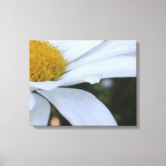 Witte Daisy Close-up Canvas Print (Voorkant)