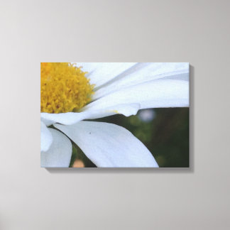 Witte Daisy Close-up Canvas Print