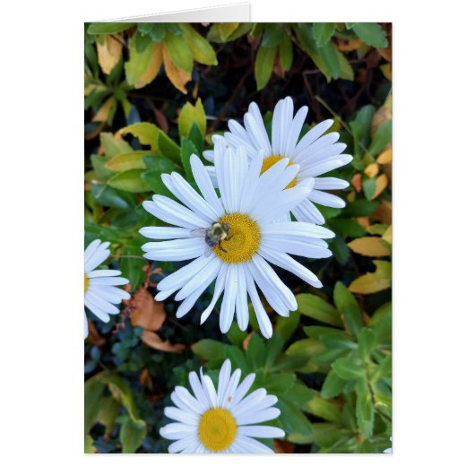 Witte Daisy Flower met een Bee Blank Kaart (Voorkant)