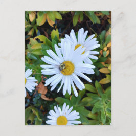 Witte Daisy Flower met een Bee Briefkaart