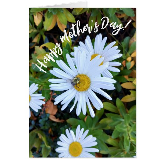 Witte Daisy Flower met een Bee Moederdag Kaart (Voorkant)