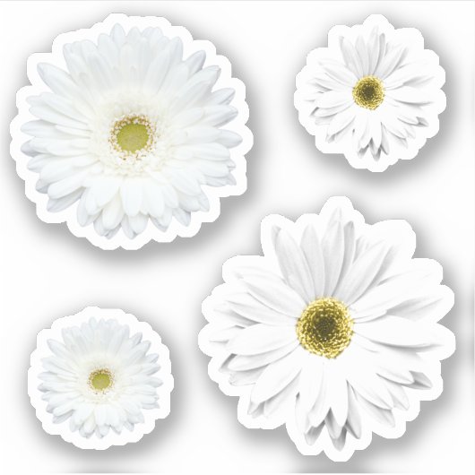 Witte Daisy Flower set Sticker (Voorkant)
