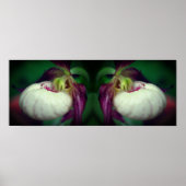 Witte Dame Slipper Orchidee Bloem Gespiegeld Poster (Voorkant)