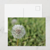 Witte dandelion bloem op groen gras briefkaart (Voorkant / Achterkant)