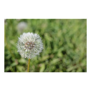 Witte dandelion bloem op groen gras foto afdruk