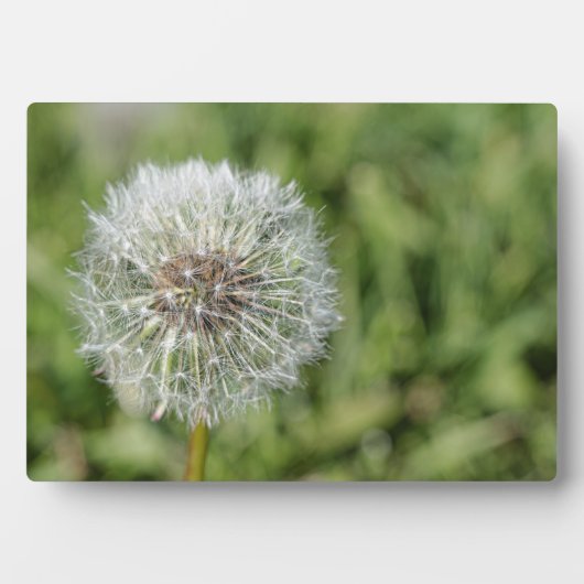 Witte dandelion bloem op groen gras fotoplaat (voorkant)
