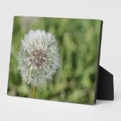 Witte dandelion bloem op groen gras fotoplaat (Zijkant)