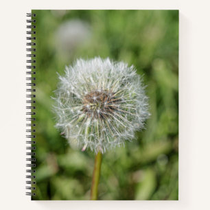 Witte dandelion bloem op groen gras notitieboek