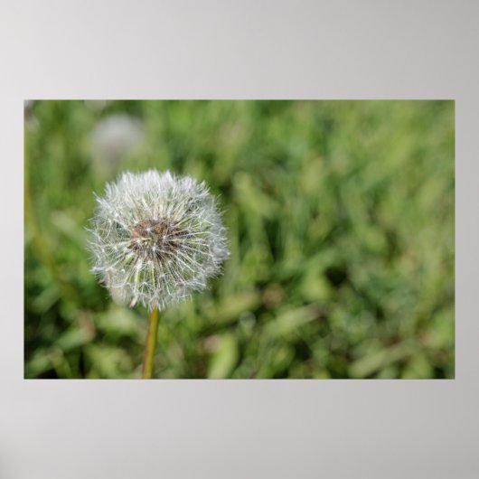 Witte dandelion bloem op groen gras poster (Voorkant)