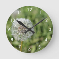 Witte dandelion bloem op groen gras