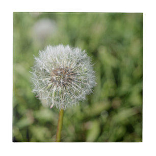 Witte dandelion bloem op groen gras tegeltje