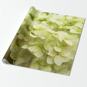 Witte de bloemachtergrond van de Hydrangea Cadeaupapier