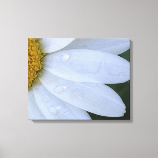 Witte Dewy Daisy Closeup Canvas Print (Voorkant)