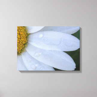 Witte Dewy Daisy Closeup Canvas Print