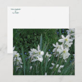"Witte diaffodil" Briefkaart (Voorkant / Achterkant)