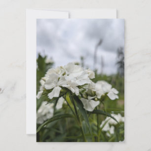 Witte Dianthus-bloesems onder een zomerse hemel Kaart