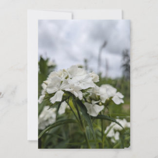 Witte Dianthus-bloesems onder een zomerse hemel Kaart