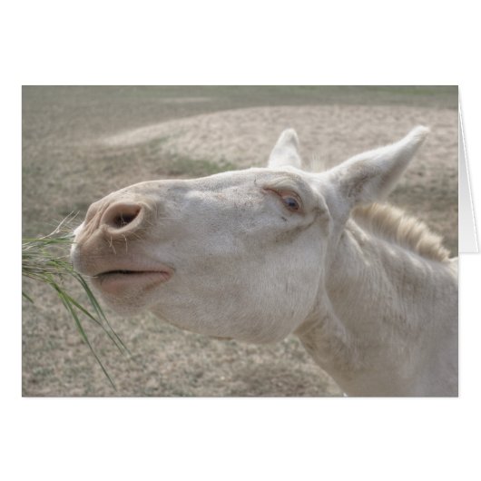 Witte Donkey uit Oostenrijk en Hongarije (Voorkant Horizontaal)