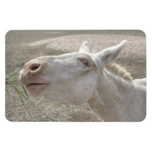 Witte Donkey uit Oostenrijk en Hongarije Magneet