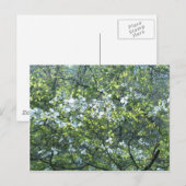 Witte doornhaaienbloemen briefkaart (Voorkant / Achterkant)