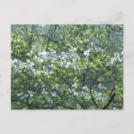 Witte doornhaaienbloemen briefkaart (Voorkant)