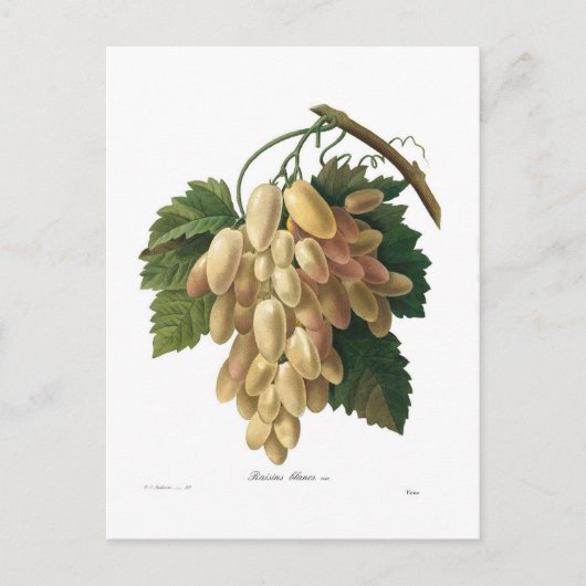 Witte druiven briefkaart (Voorkant)