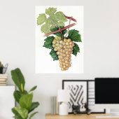 Witte druiven — Sue Abonyi Poster (Thuiskantoor)