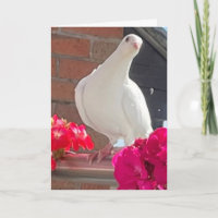 Witte Duif Bewerkbaar