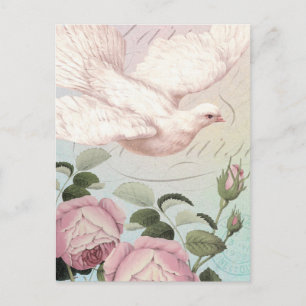 Witte duif en roze rozen briefkaart